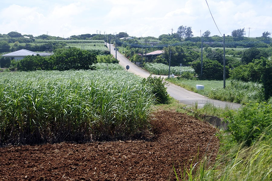 内陸部はサトウキビ畑や牧草地が広がっています。牛の方が人口よりも多いとか!?