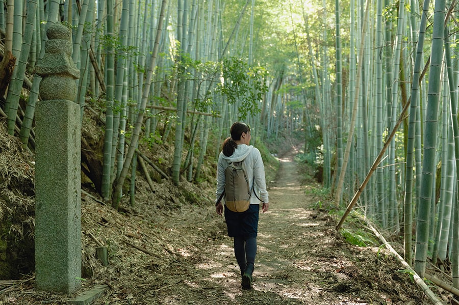 神秘的な雰囲気の竹林。