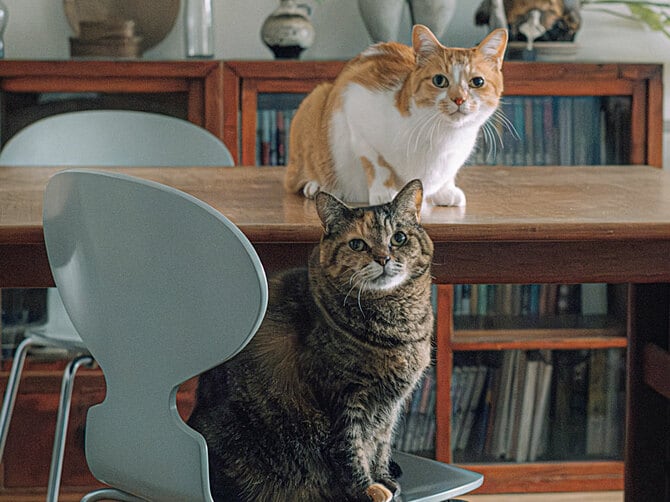 3ページ目)SNSを賑わす「スター猫」たち 【1投稿で10万いいね