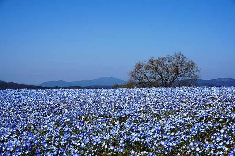 芝桜とネモフィラの丘。