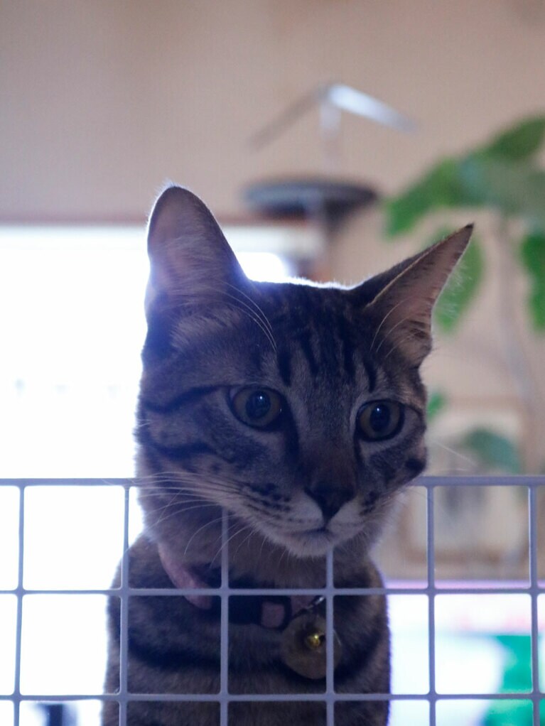 凪 ♂ 3歳。人間のご飯を準備していると「僕のご飯はありますか？　可愛い僕のごはんをぜひ！」と覗いてくる日々です（小柳とかげさん）