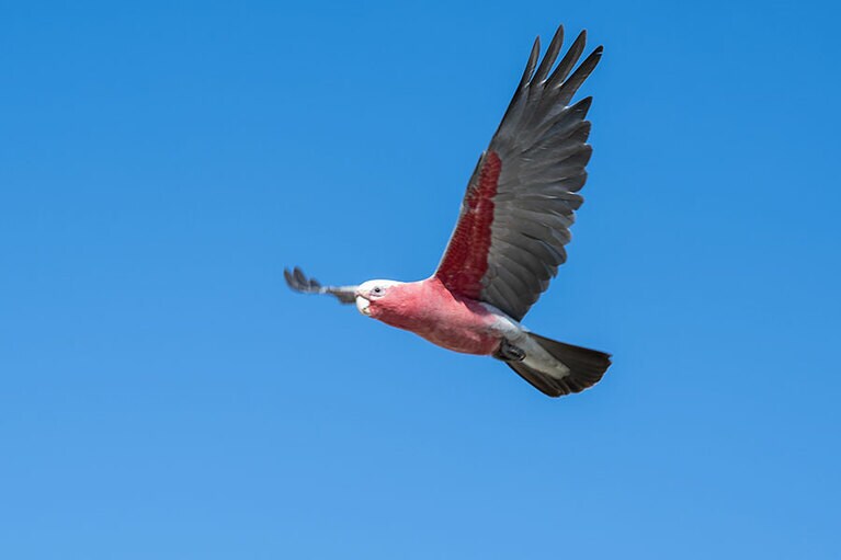 カラフルな鳥も多い。