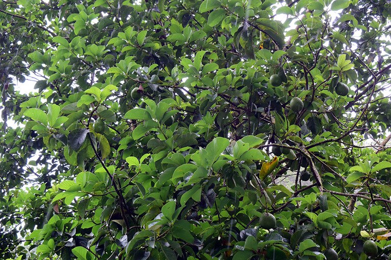 実がなっているところを初めて見た、アボカドの木。本来の味は甘く、フルーティー。