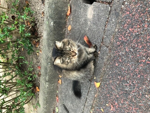 菊千代 ♂ 6歳。怖い顔で甘えてくるので、最初は皆さんびっくりします