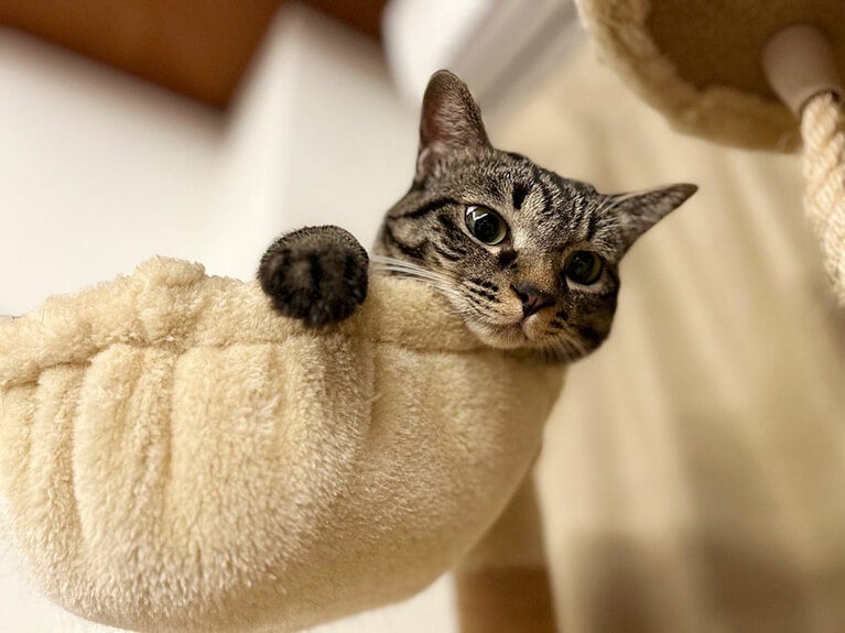 あんこ ♀ 2歳。猫用のベットに入っているだけなのですが、「餃子から具がはみ出している」みたいな写真いなったので！（おはぎさん）