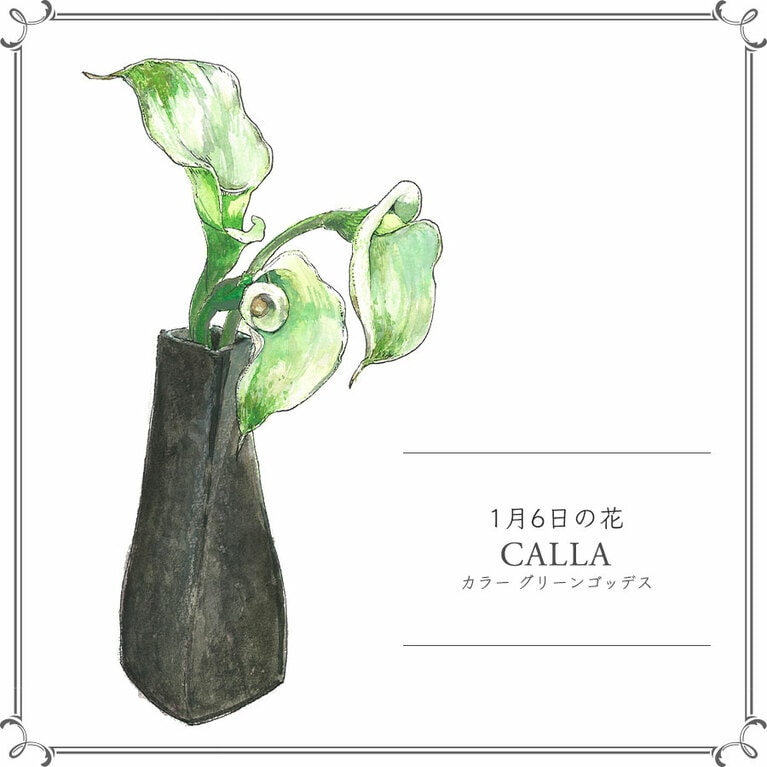 1月6日の花「カラー グリーンゴッデス」