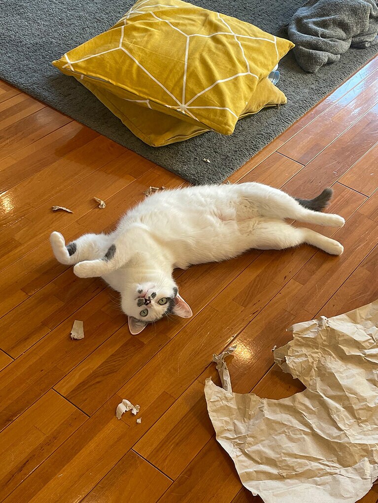 ミルコクロポッチ ♀ 2歳。いたずらしてご満悦。楽しそうにしていると、ついつい許してしまいます！