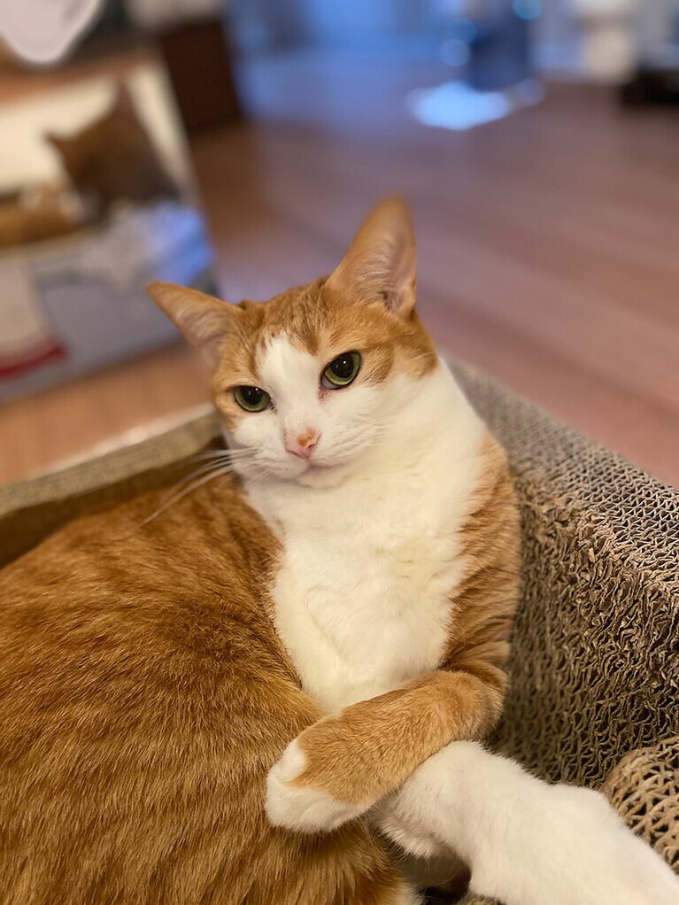 ひめ メス 8歳。幼少期は東京四谷で人間に邪魔物扱いされていた子猫がここまで美しく色気を放つようになりました（ねこらぶさん）。