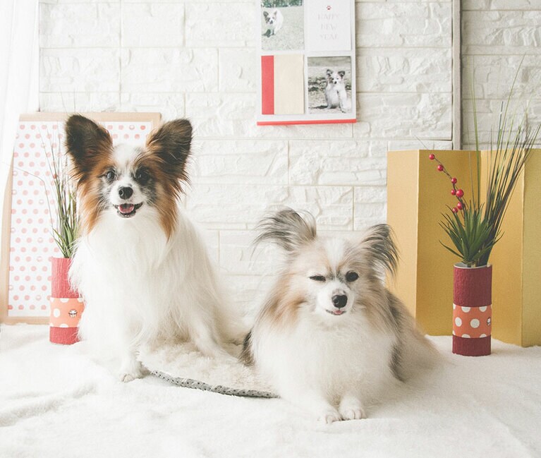 いちかわさんの愛犬の食いしん坊すぎるパピヨン、ばにら(♀)とびすけ(♂)。