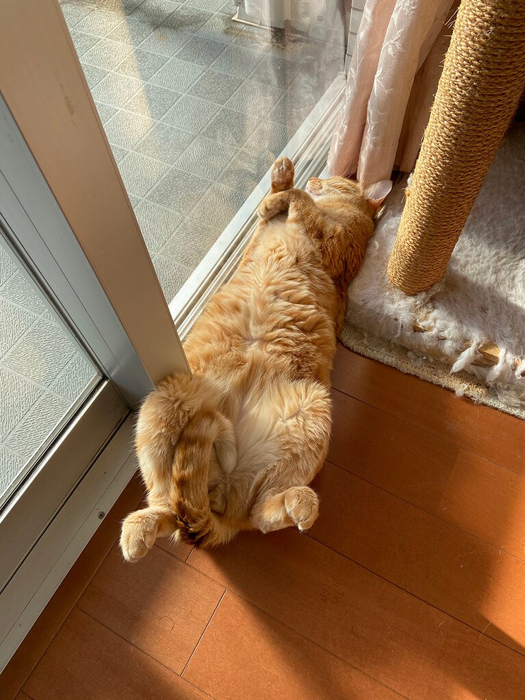 ぐら ♂ 6歳。お気に入りのポーズで日向ぼっこ。