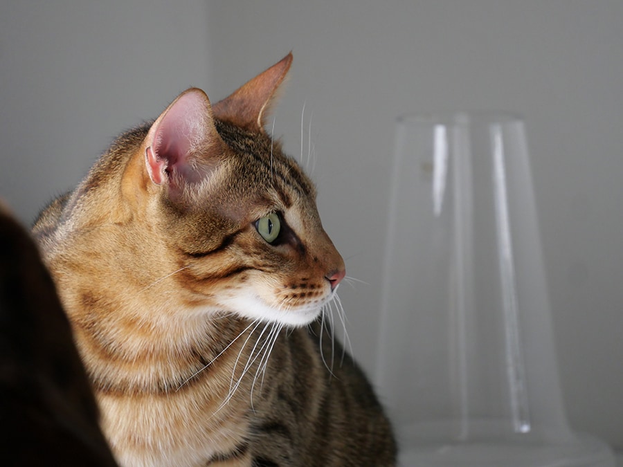 望遠レンズを利用して、自然な猫の横顔を捉えた一枚：宮田さん撮影