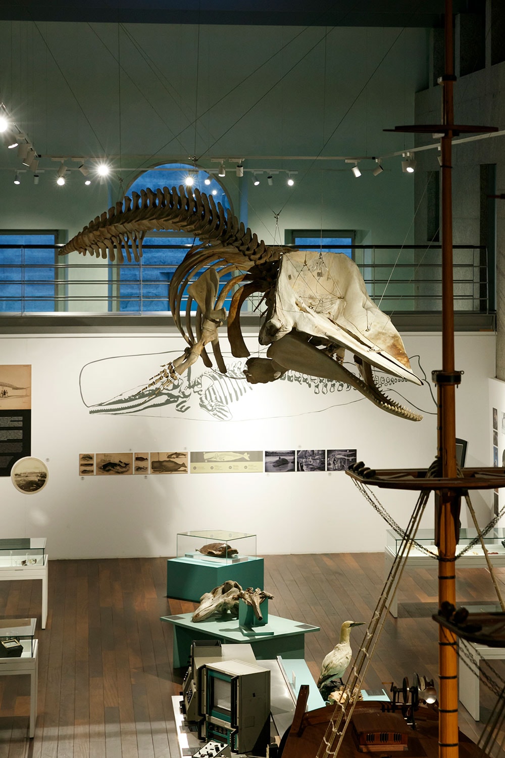 海洋学の部屋には、県内のサンシェンショで発見されたクジラの骨が。