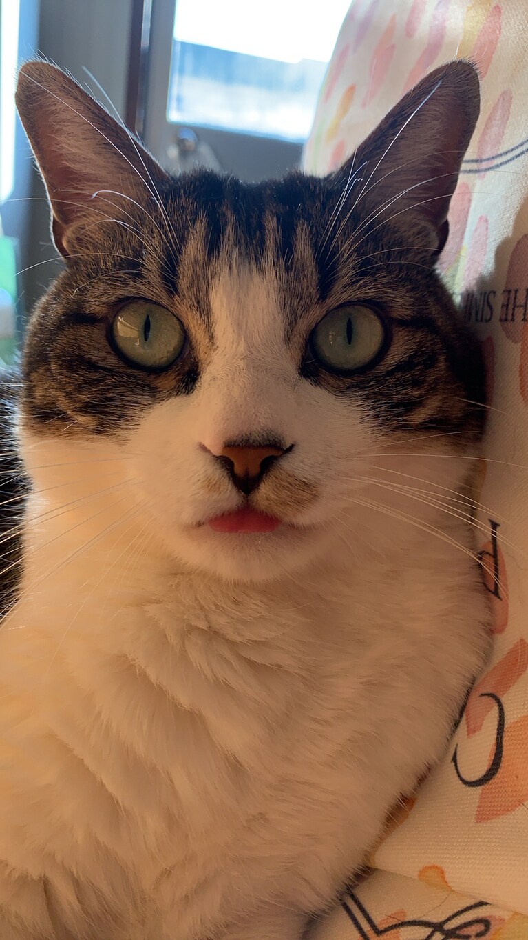 るーくん ♂ 4歳。いつも不思議なことをするゆかいなコです。