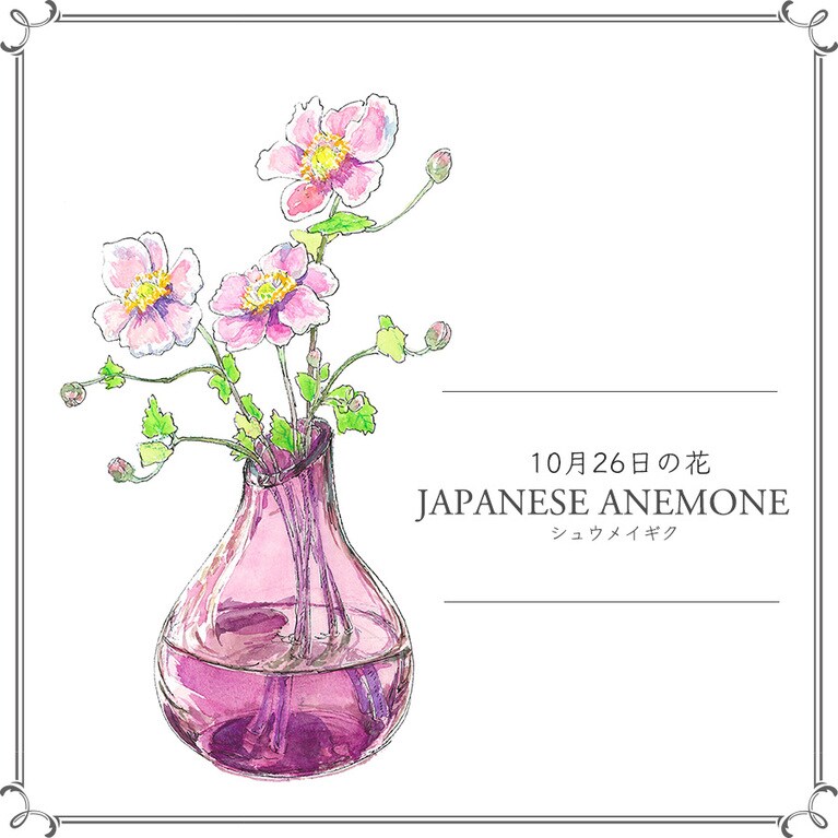 10月26日の花「シュウメイギク」