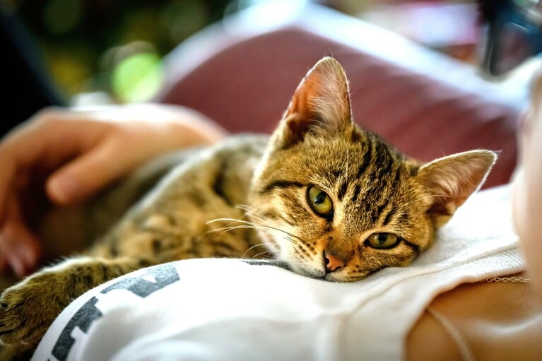 猫には逆らえない。Photo by Alek B from Pixabay