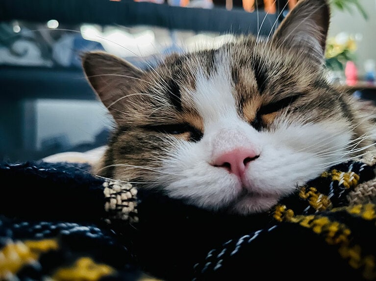 おちゃ ♀ 1歳。生後1カ月の子どもがなかなか寝ずに寝かしつけに苦戦していた時、足元でおちゃが寝ていた時の写真です！とっても優しくて可愛くて世界で1番の猫ちゃんです♡ （たうたうさん）