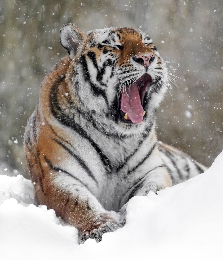 旭山動物園のザリア。「子育てをひと休み」のキャッチコピーが添えられた一枚。