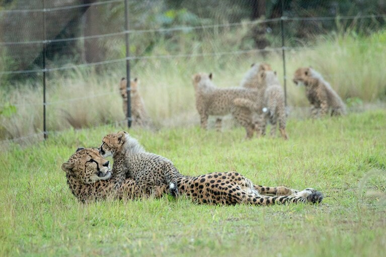 横になるや否や乗ってくるチビチーター。