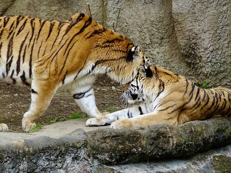 アムールトラのソーンとローラ。