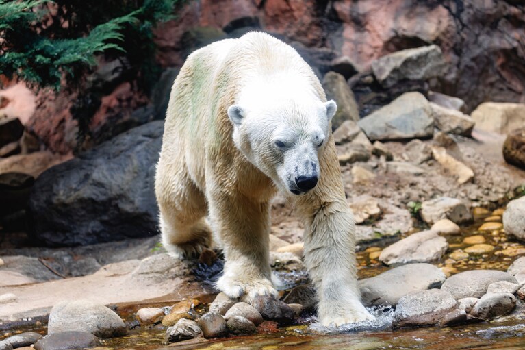 ライのお父さん、ゴーゴ。この日はイッちゃんとライと入れ替わりで午後に展示されていた。