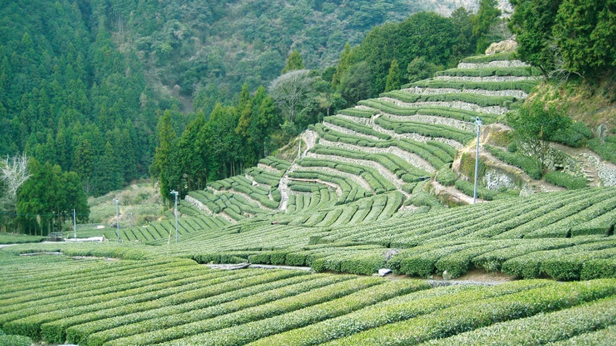 足久保の棚茶畑。
