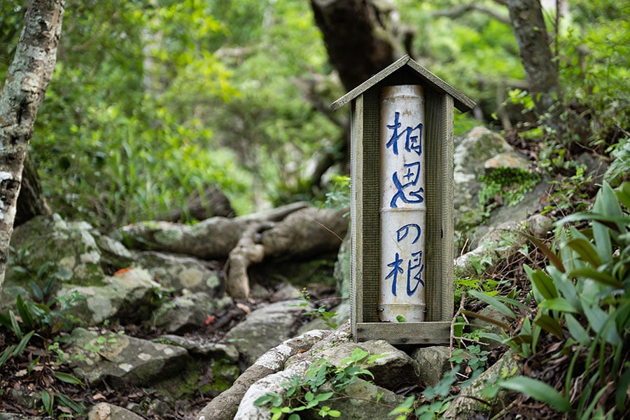 山道の途中にある「相思の根」。2本の根元が一つになっていることが名前の由来になっています。