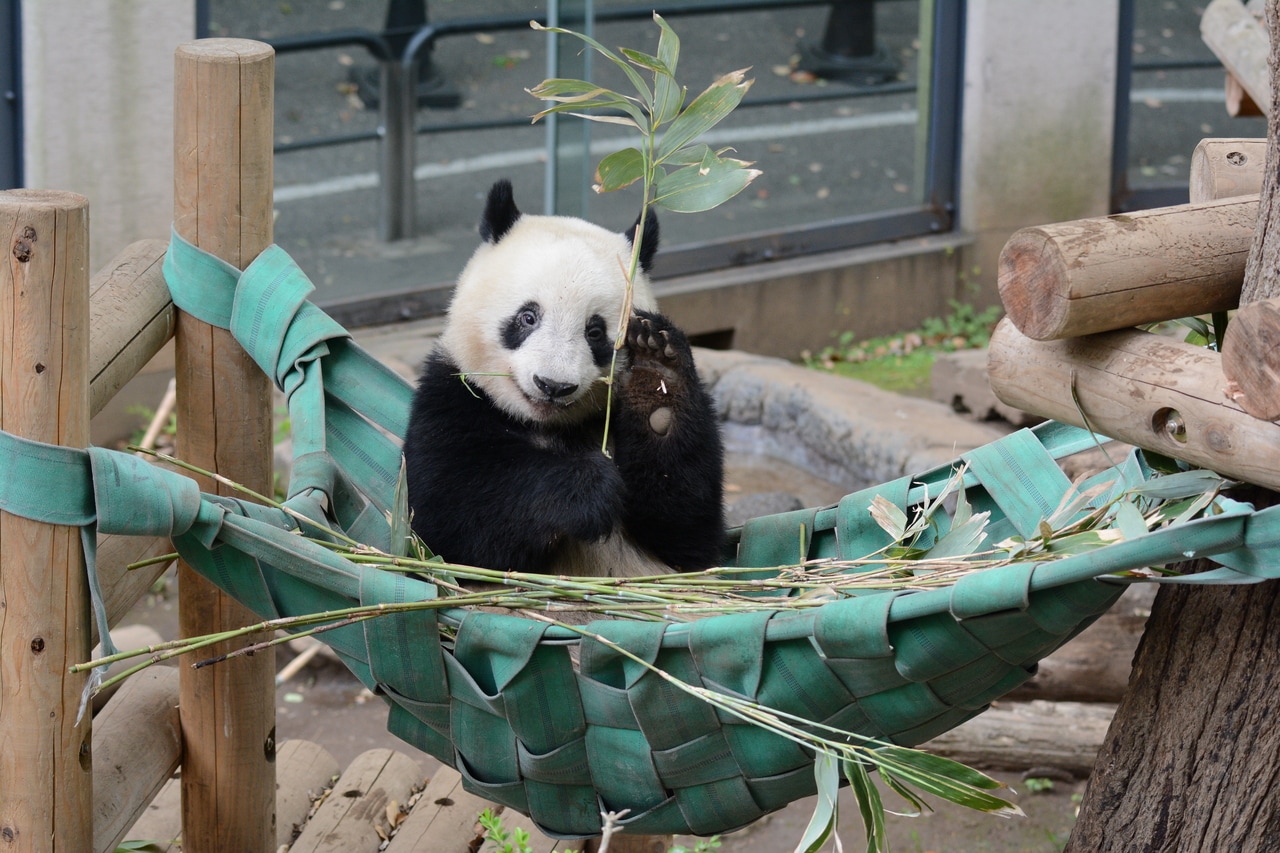 上野動物園の東園パンダ舎の屋外でハンモックに収まっているシャンシャン。2019年5月。（提供：公益財団法人東京動物園協会）