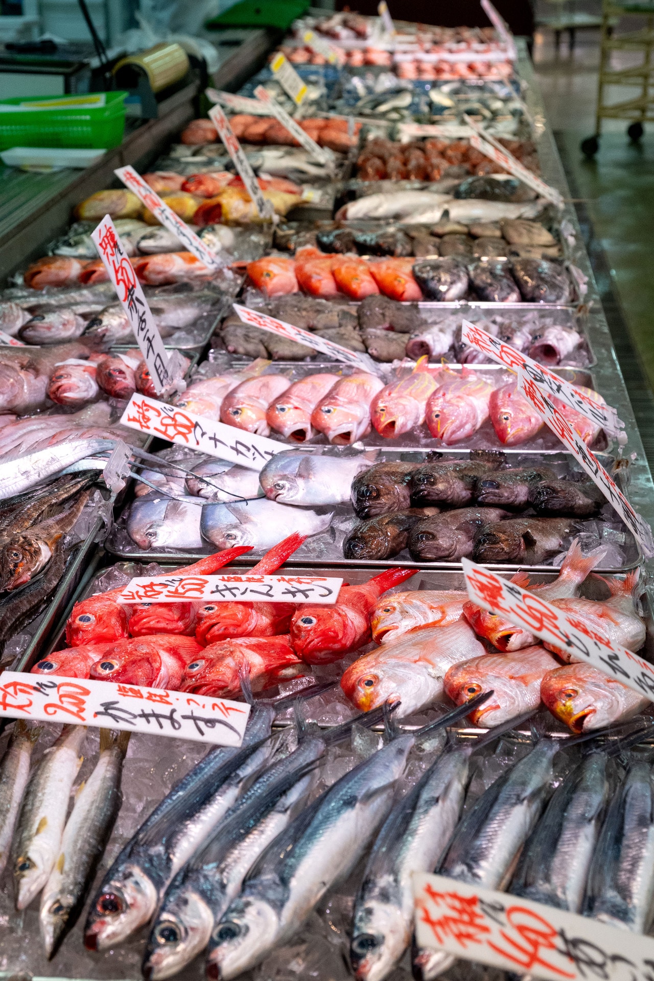 関東では見かけない、珍しい魚も多い。