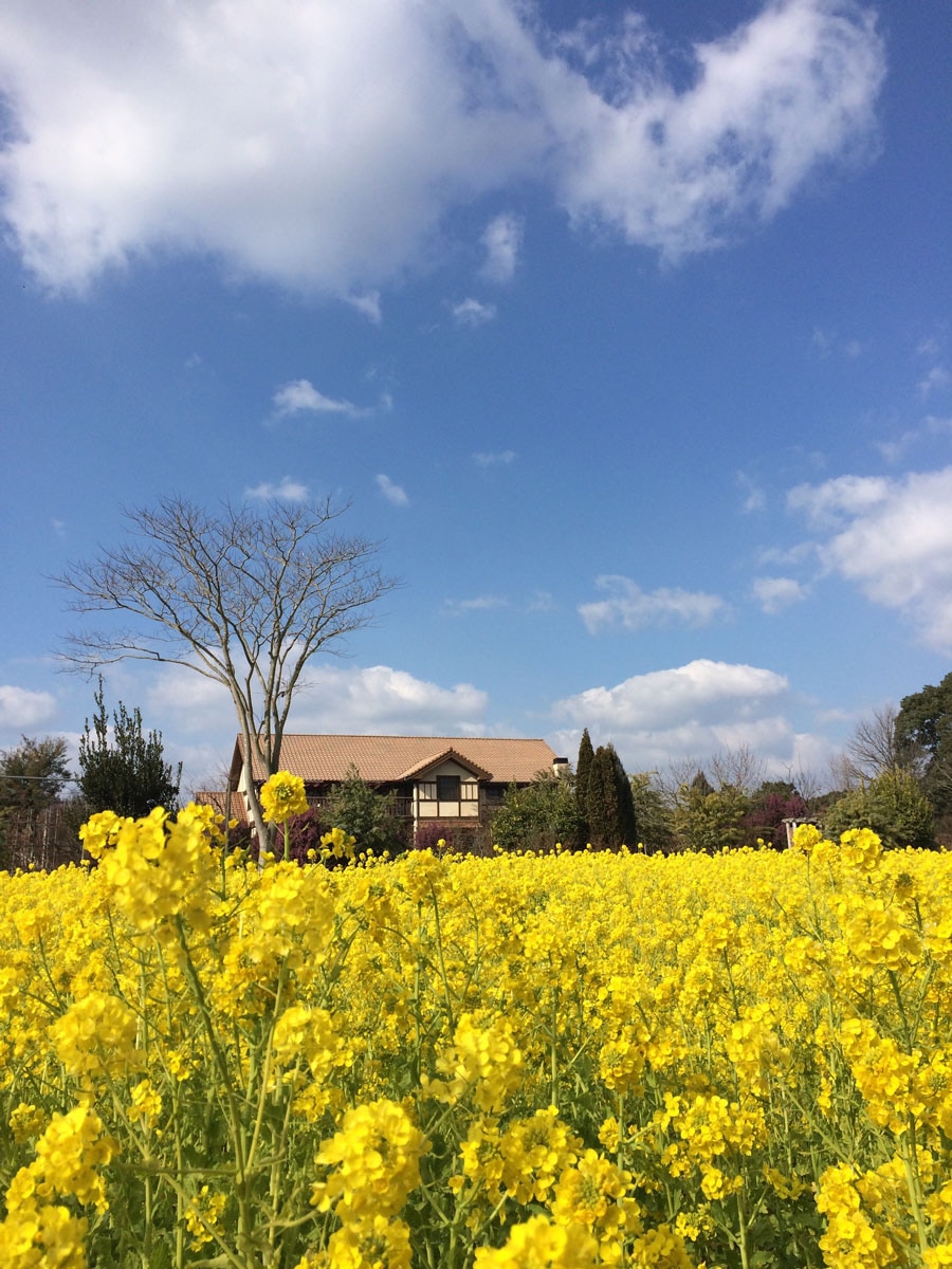 【大分県】おおがファーム 早咲きの菜の花。