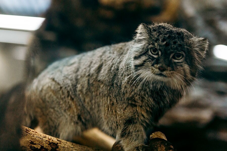 上野動物園のマヌルネコ。