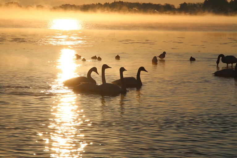 小湊のハクチョウ。