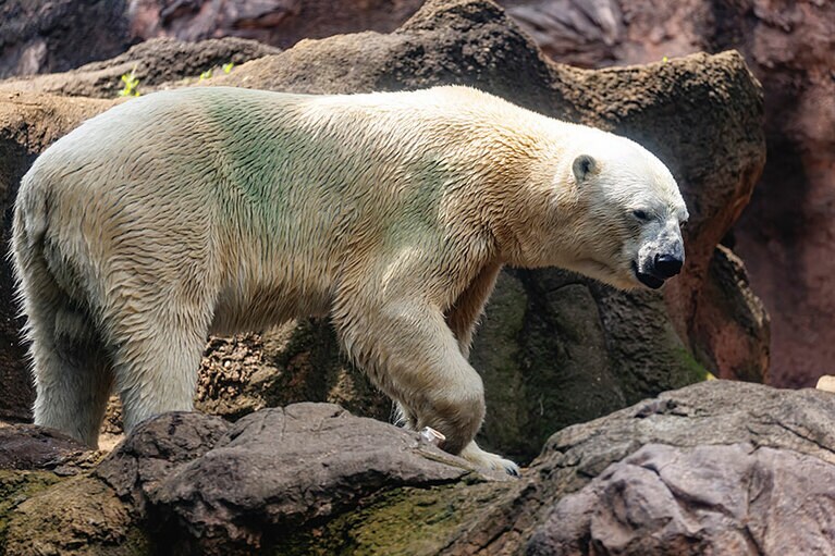 ライのお父さん・ゴーゴ。