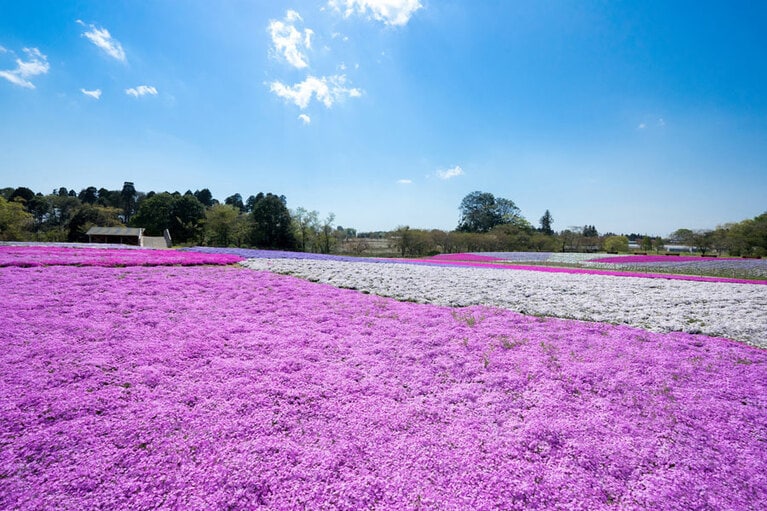 富田さとにわ耕園のシバザクラ。ino masa / PIXTA(ピクスタ)／千葉県
