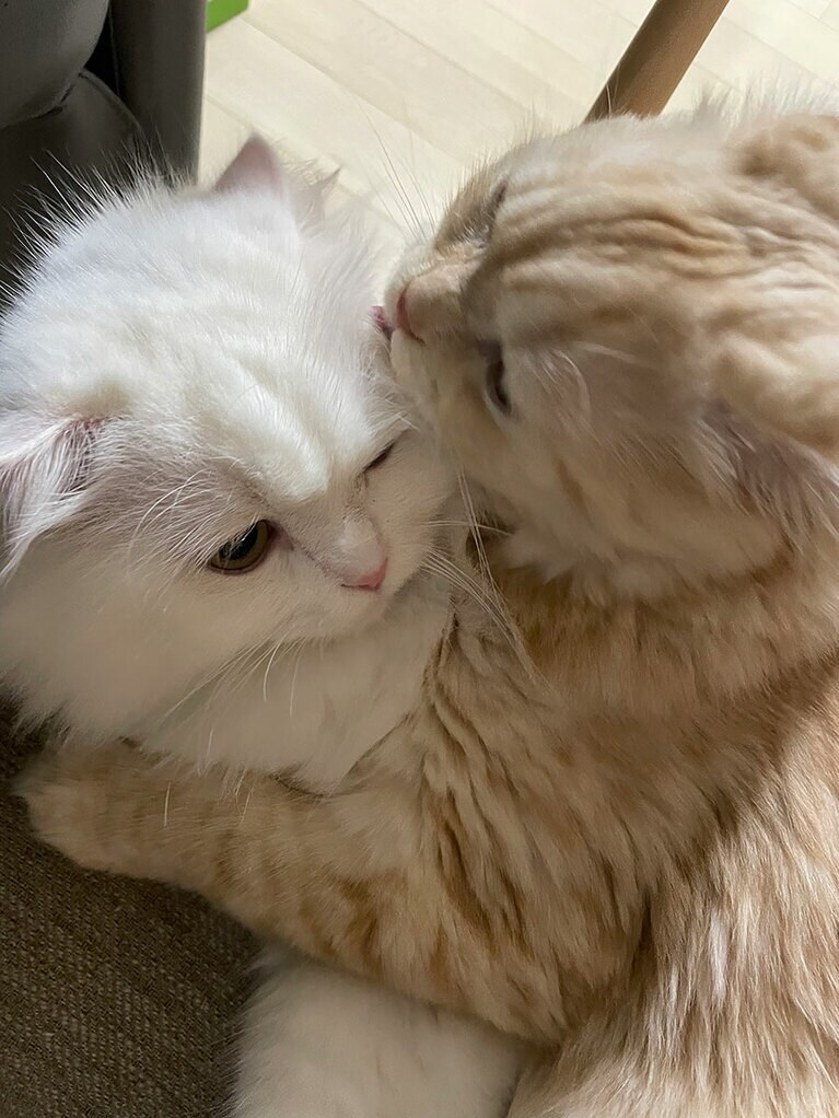 ハルとレン オス 4歳と1歳。ケンカもよくするけど、気づいたらレンがハルの上にのっかってペロペロ毛繕い。二人ともとってもかわいい！（ロビさん）。