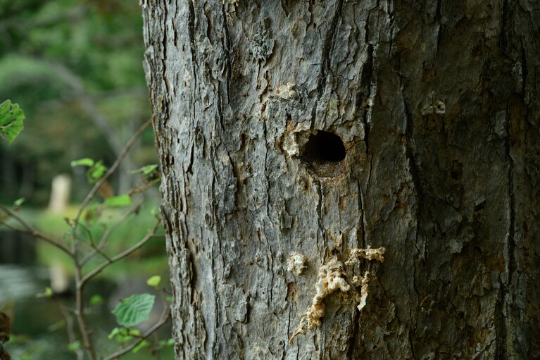キツツキが掘ったまんまるの巣穴も発見。この穴をリスやモモンガがすみかとして二次的に使うことから、キツツキは“森の大工さん”と呼ばれるそう。森の居抜き物件というところだろうか。