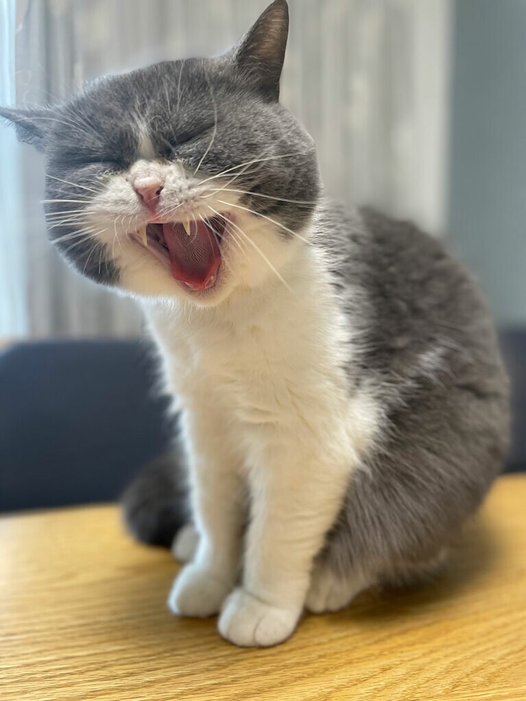 ルア オス 2歳。エキゾチックショートヘアの男の子。おっとり系のルアはいつもマイペース。いつものようにテーブルにトンと乗って来たと思ったら、「ふわぁ～」と声が出ていそうなくらいの大あくび、激写！（やまともちゃんずさん）。