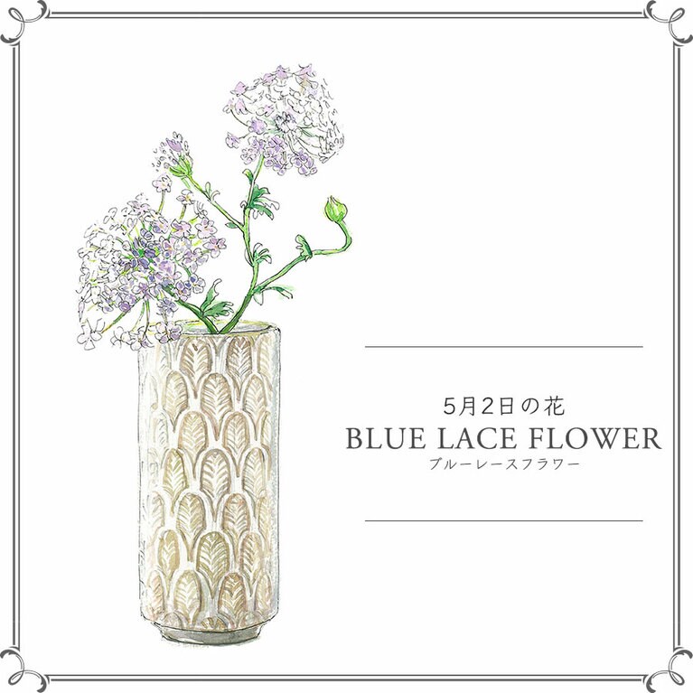 5月2日の花「ブルーレースフラワー」