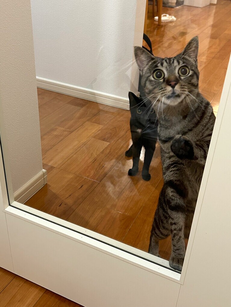 マサラ ♂ 2歳。いつも飼い主を追いかけてくる甘えん坊のマサラ。出かける時に扉を閉めると絶望の表情をするので、後ろ髪引かれます！（こもりさん）