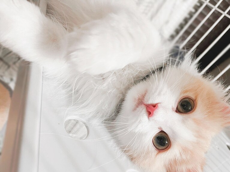 ラテ ♂ 0歳。ごろにゃんこ。