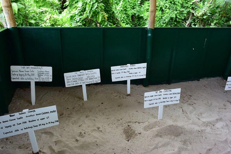 通年(特に多いのは6～12月)、アオウミガメやタイマイが産卵に訪れます。砂に産まれた卵は安全な場所に保管し、2カ月後、放流します。