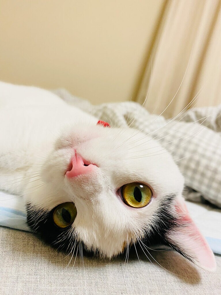 めい メス 3歳。なでて欲しい時やかまって欲しい時にいつもするポーズで『あざとヘソ天』と勝手に呼んでいます（笑）このポーズとこの顔で見つめられて、手でちょいちょいされたらもう…かまわずにはいられません!! とても気が強くツンデレで時にビビりな子ですが、このデレの時の甘えん坊な時間がたまらなく愛おしいです！ 癒しとエネルギーを毎日貰っているので、いつも感謝しています！（だるchanさん）。