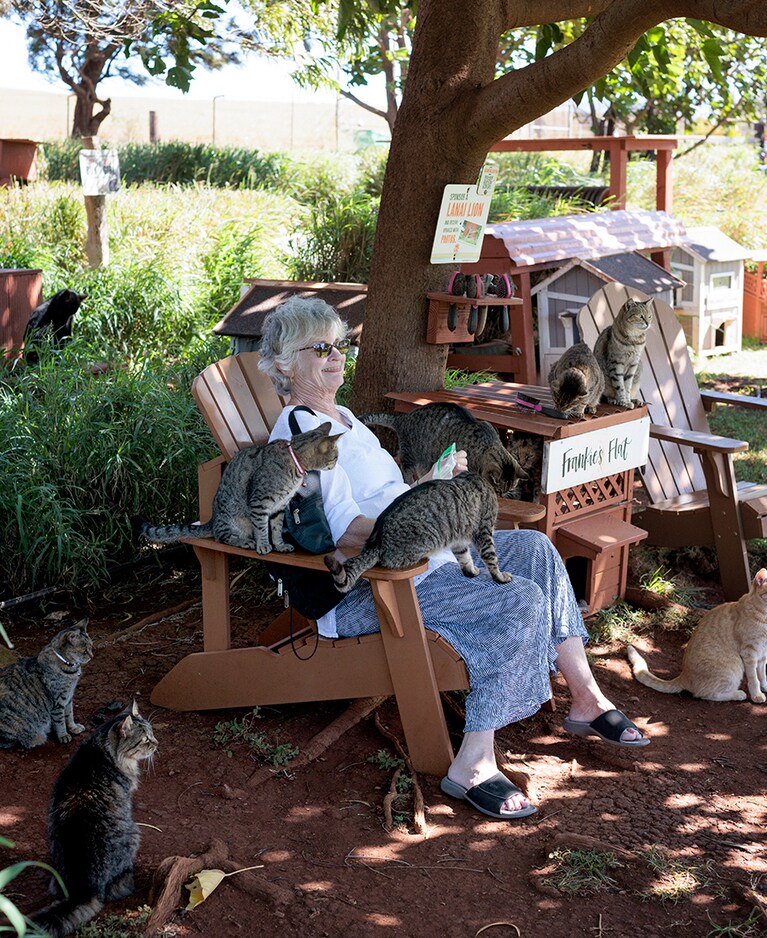 椅子に座っているだけで、猫が寄ってくる。