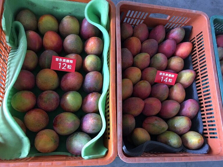 選別ラインを経て、左より1箱あたり12個、14個仕様に仕分けされたマンゴー。