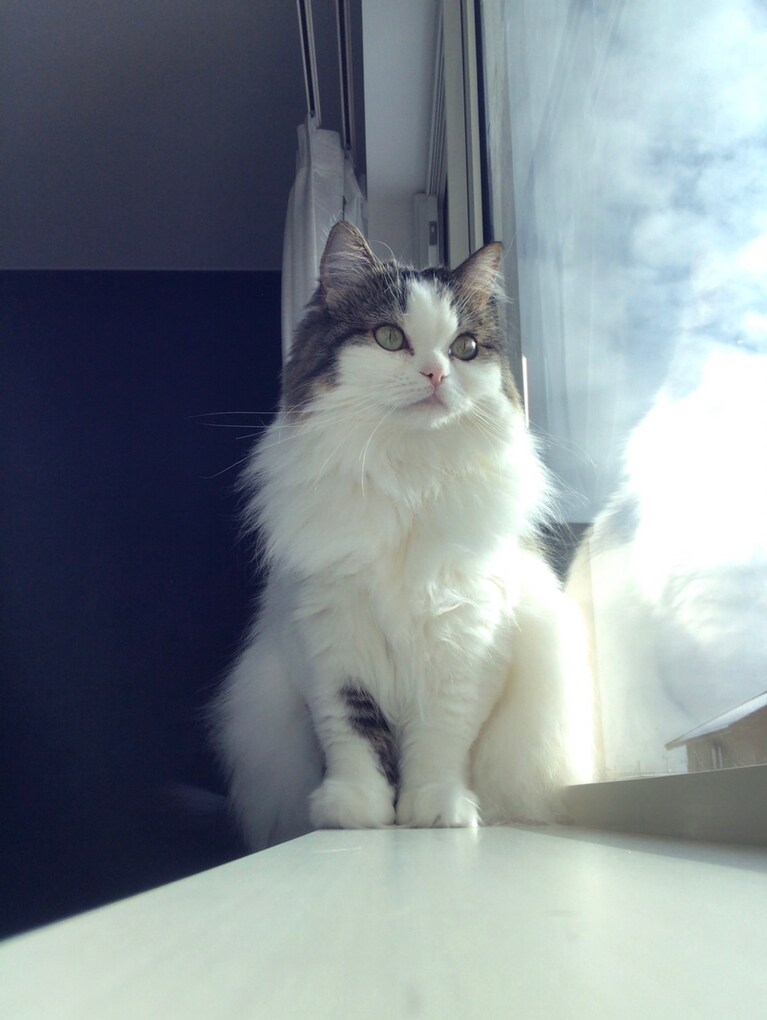 けだま ♀ 5歳。