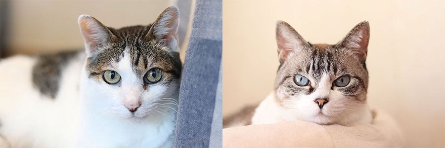 仁尾さんは、ずっと猫と暮らして暮らしてきた。左から愛猫のきり（17歳・オス）、てん（13歳・メス）。写真は仁尾さん提供