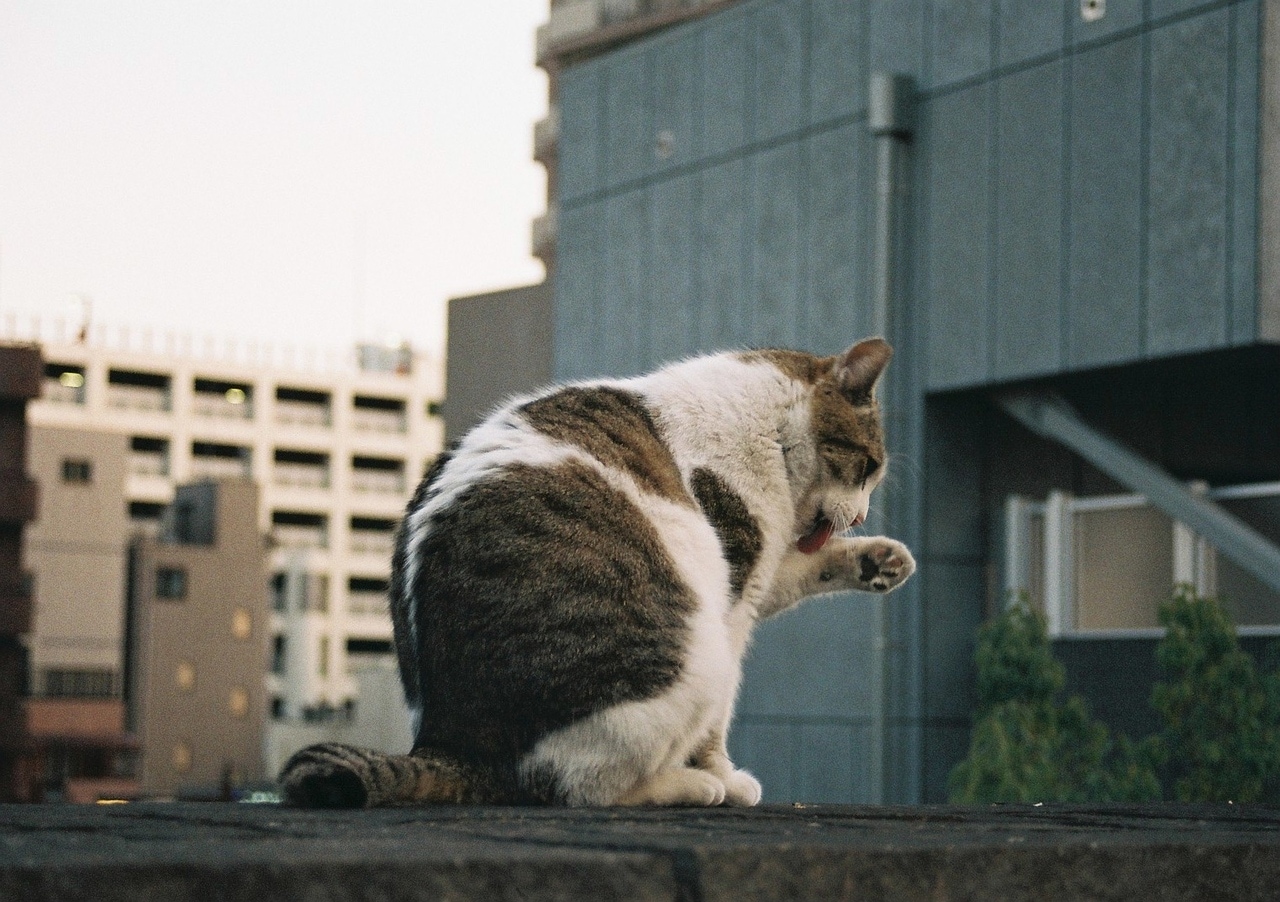 猫に無理をさせず、ありのままを撮影。