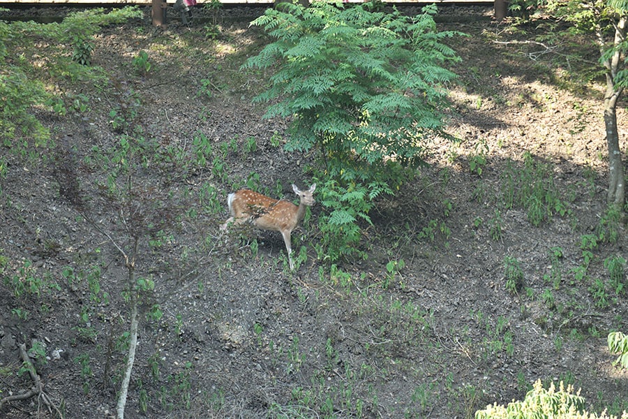 川の向こう岸に現れた鹿にエヴァンさんもカメラを向けていました。