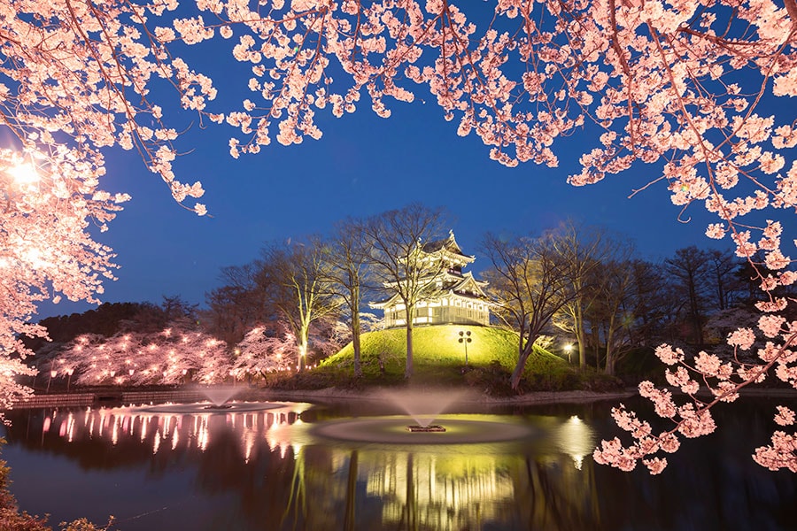 高田城址公園の夜桜。