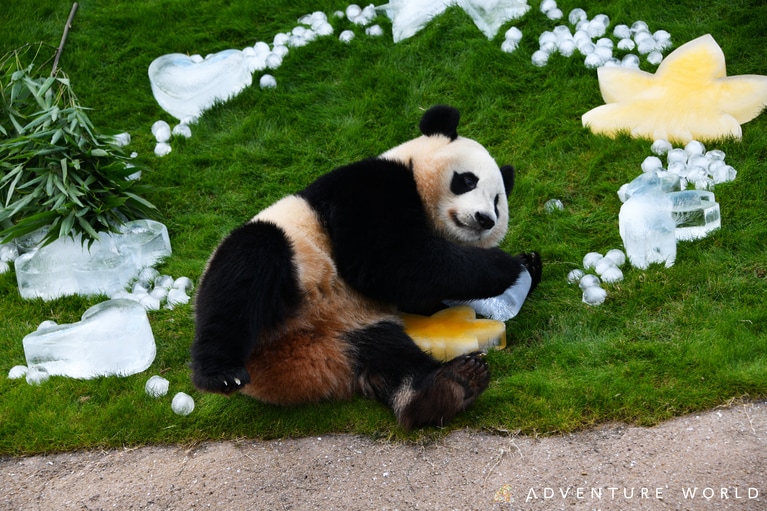 楓浜。©アドベンチャーワールド