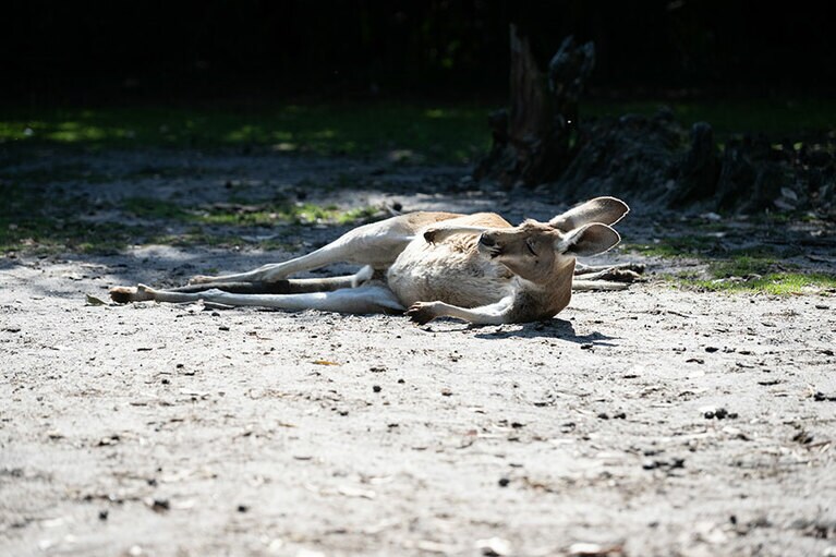 のんきに昼寝するカンガルー。